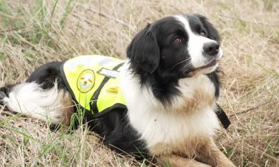 Domestic & Overseas Pet Transport Services - Jetpets AU Domestic & Overseas Pet Transport Services - Jetpets AU