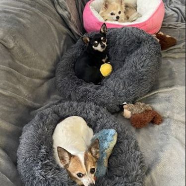 International Pet Transport To Canada - Jetpets AU International Pet Transport To Canada - Jetpets AU