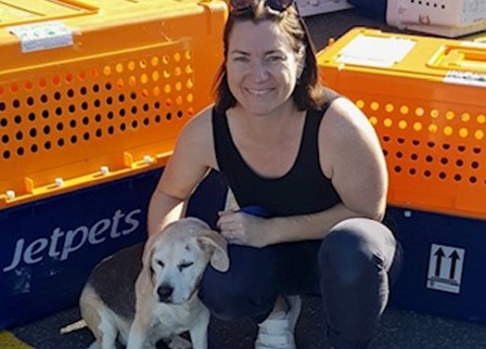 dog travel crates australia