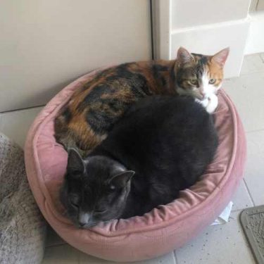 International Pet Transport to USA - Jetpets AU